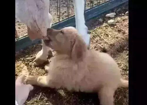 羊圈真实爆料视频下载,真实事件背后的惊人内幕  第1张